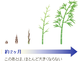 竹の成長